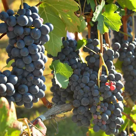 Bed & Tours Dimora Di Campagna Oda ve Kahvaltı